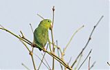 Spectacled Parrotlet